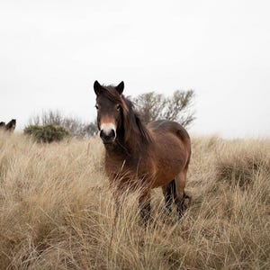 Wild Pony