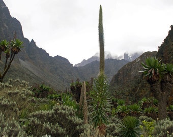 Lobelia wollastonii (Rwenzori Giant Lobelia) - 50 Seeds - Rare African Alpine Plant