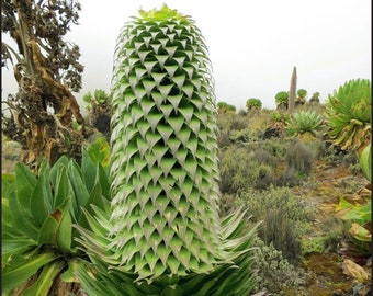 Lobelia deckenii (Mt. Kenya Giant Lobelia) - 25 Seeds for Planting - Rare African Alpine Plant