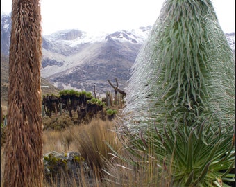 Lobelia telekii (Mt. Kenya Giant Lobelia) - 50 Seeds for Planting - Rare African Alpine Plant