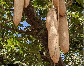 Kigelia africana - Sausage Tree - 15 or 100 Seeds for Planting