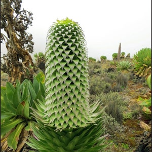 Lobelia deckenii Mt. Kenya Giant Lobelia 25 Seeds for Planting Rare African Alpine Plant image 1