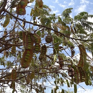 Entada abyssinica - 10 or 25 Seeds for Planting - Tropical African Tree
