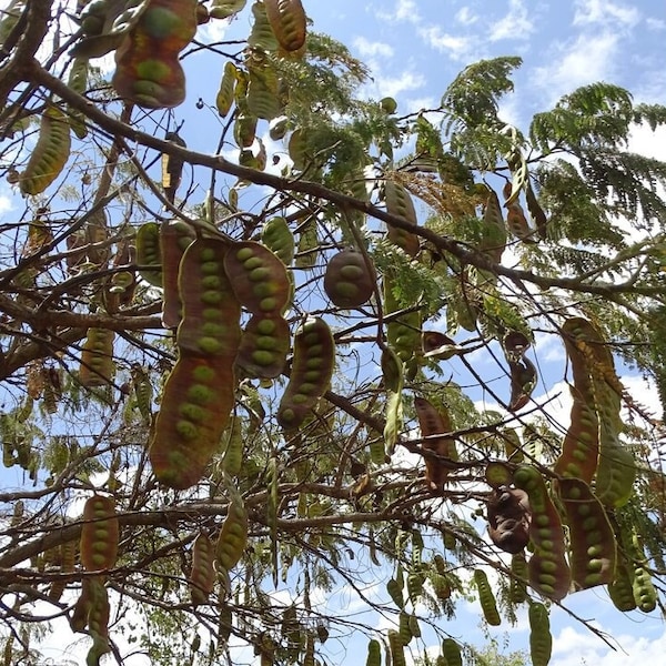 Entada abyssinica - 10 or 25 Seeds for Planting - Tropical African Tree