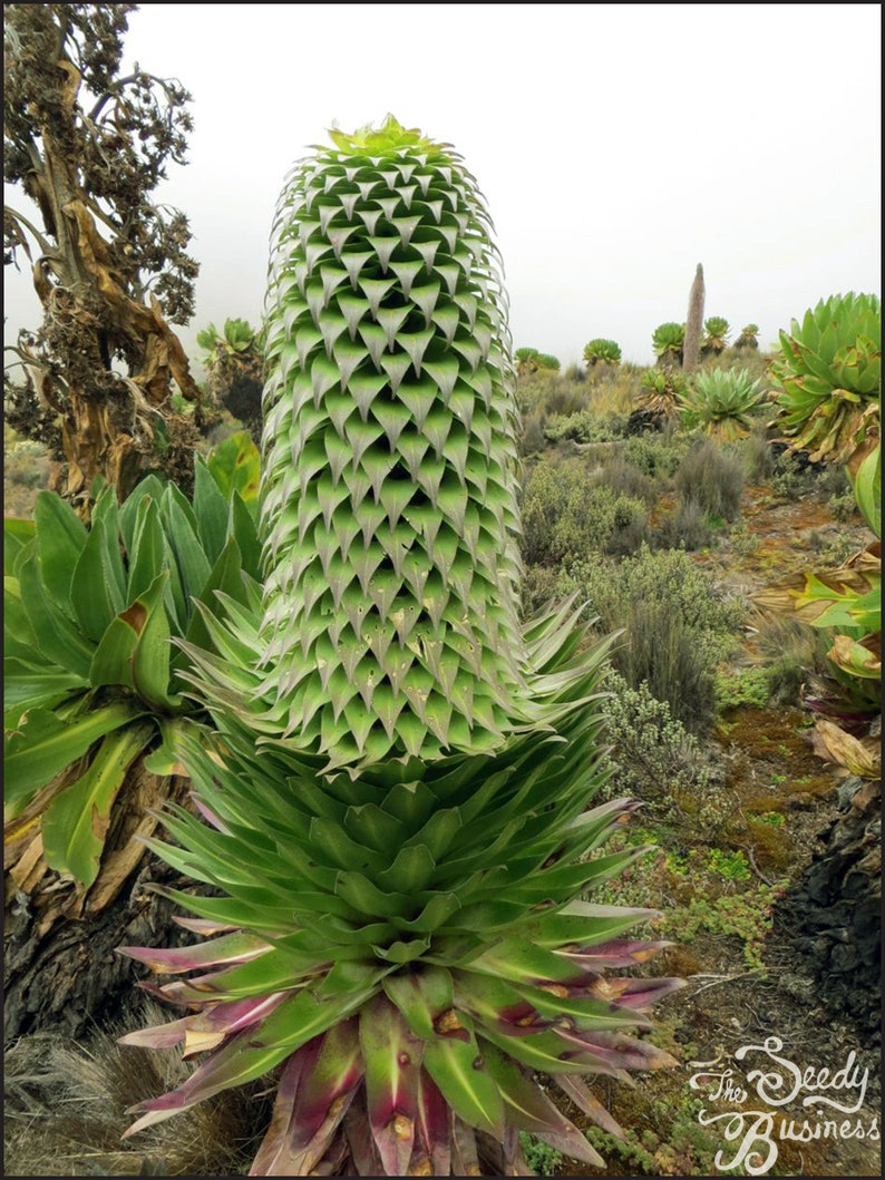 Lobelia deckenii Mt. Kenya Giant Lobelia 25 Seeds for Planting Rare African Alpine Plant image 1