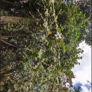 Kosteletzkya begoniifolia 20 or 100 Seeds for Planting image 3