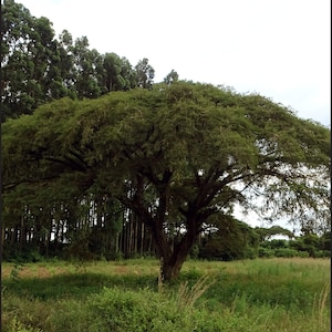 Vachellia (Acacia) sieberiana - Paperbark Acacia - 10, 25 or 100 Seeds for Planting