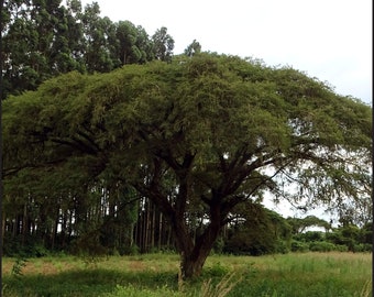 Vachellia (Acacia) sieberiana - Paperbark Acacia - 10, 25 or 100 Seeds for Planting