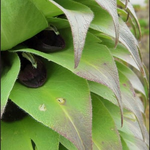 Lobelia deckenii Mt. Kenya Giant Lobelia 25 Seeds for Planting Rare African Alpine Plant image 4