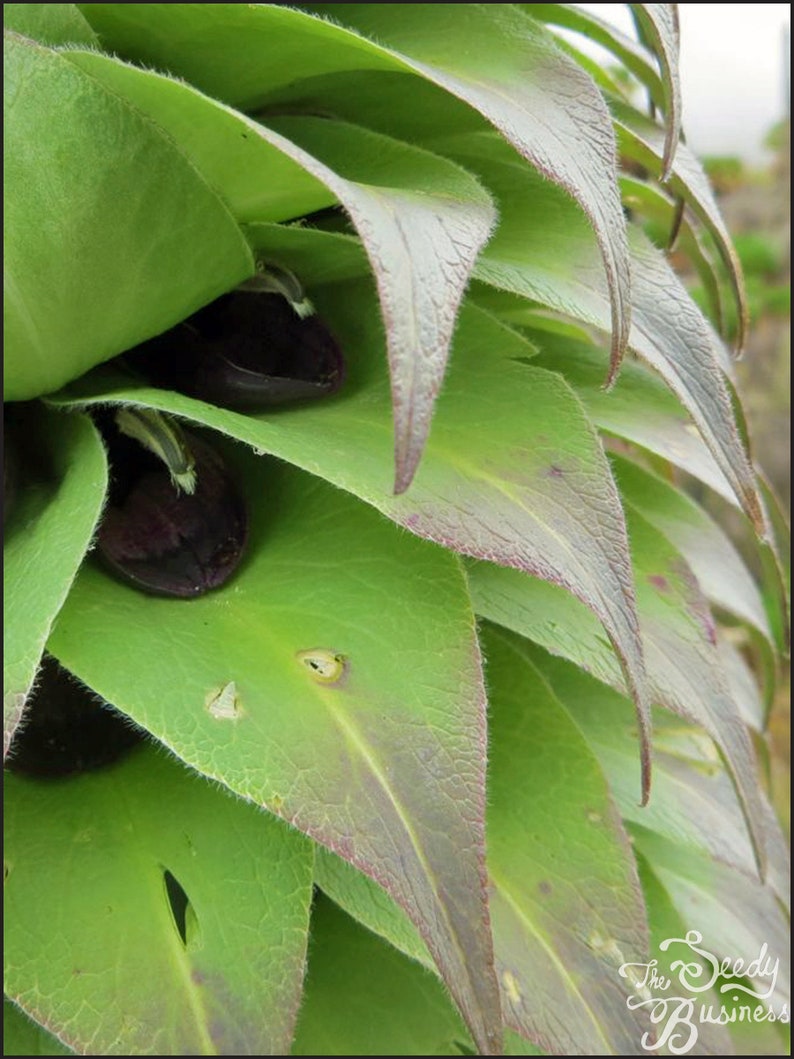 Lobelia deckenii Mt. Kenya Giant Lobelia 25 Seeds for Planting Rare African Alpine Plant image 4