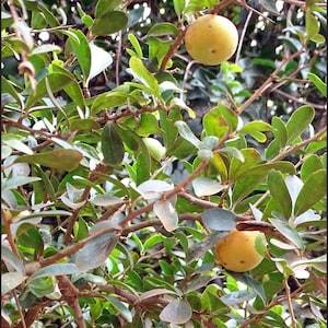 Dovyalis caffra - 10, 25, or 100 Seeds for Planting - Kei Apple Tree