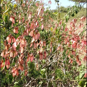 Pterolobium stellatum African redwing shrub 10 or 100 Seeds for Planting image 1