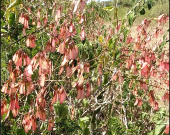 Pterolobium stellatum - African redwing shrub - 10 or 100 Seeds for Planting