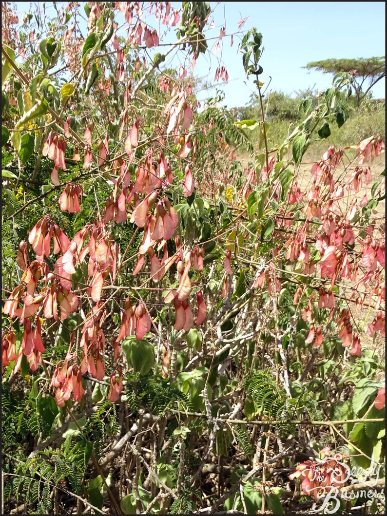 Pterolobium stellatum African redwing shrub 10 or 100 Seeds for Planting image 1