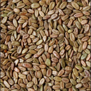 Senegalia (Acacia) thomasii - African acacia tree - 15 or 100 Seeds for Planting