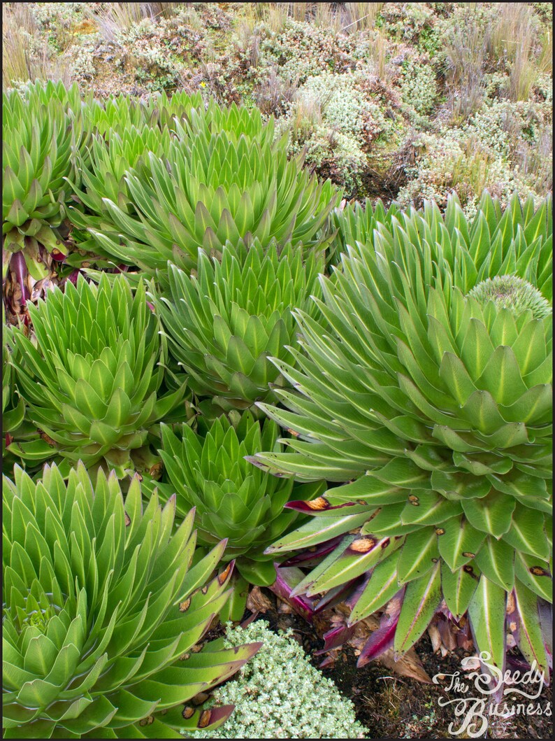 Lobelia deckenii Mt. Kenya Giant Lobelia 25 Seeds for Planting Rare African Alpine Plant image 2