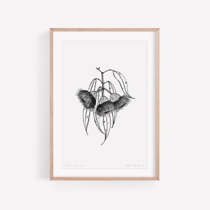 Australian Native Flower Wall Art, Eucalyptus Flower Print, Australia Art Print, Botanical illustration, Aussie Flowers, Australian Natives