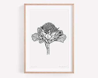 Australian Waratah Flower Art Print