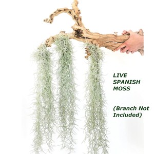 Fresh Harvested Florida Spanish Moss Air Plant Tillandsia Live Healthy Long Strands EASY TO GROW! Bonus mystery rooted plant baby!