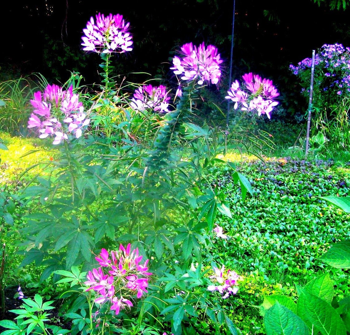 Organic Cleome Seeds Mixed Colours With 50 Seeds Per Packet Etsy