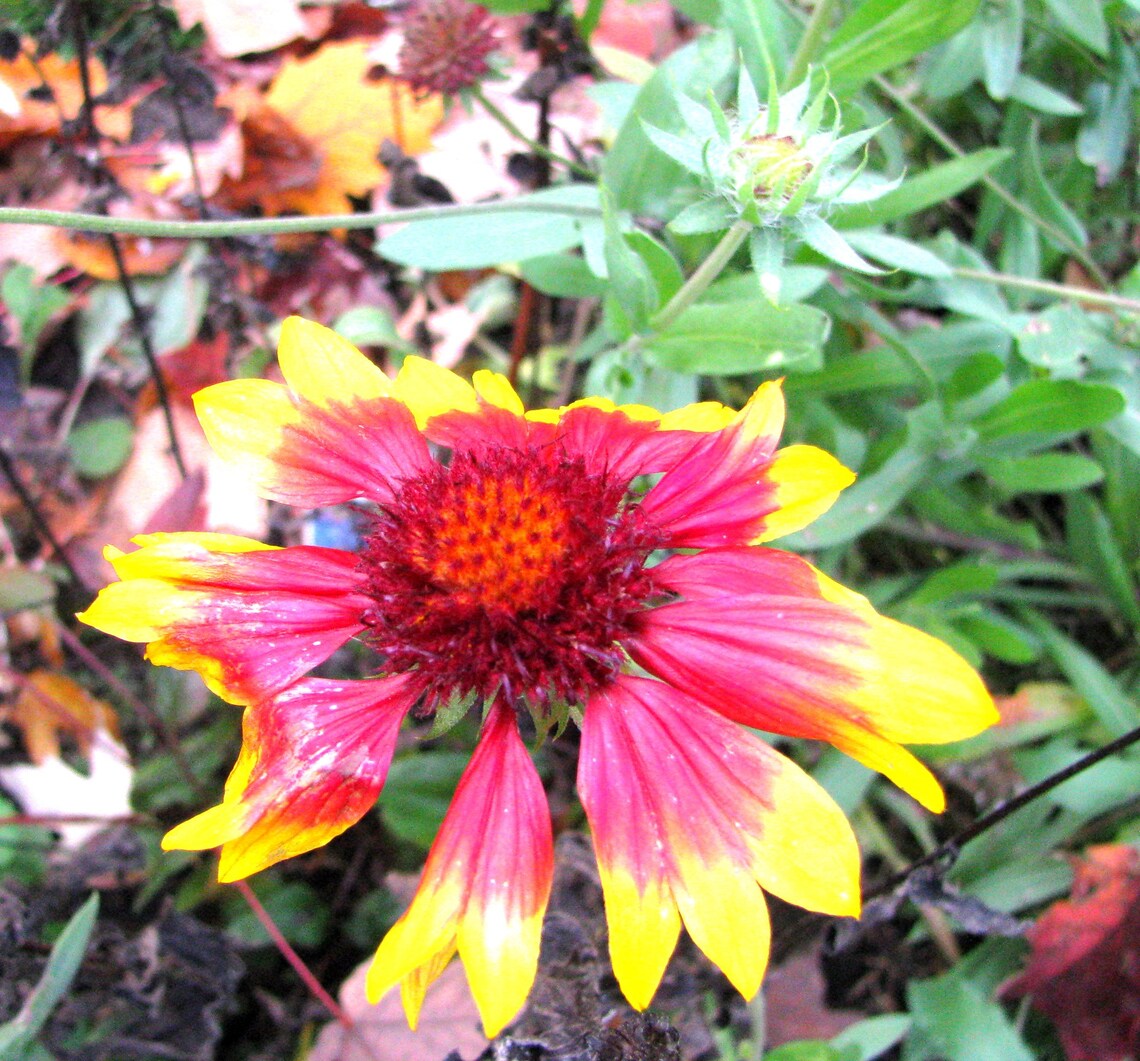 Organic Blanket Flower Seeds Native Ontario Gaillardia Etsy