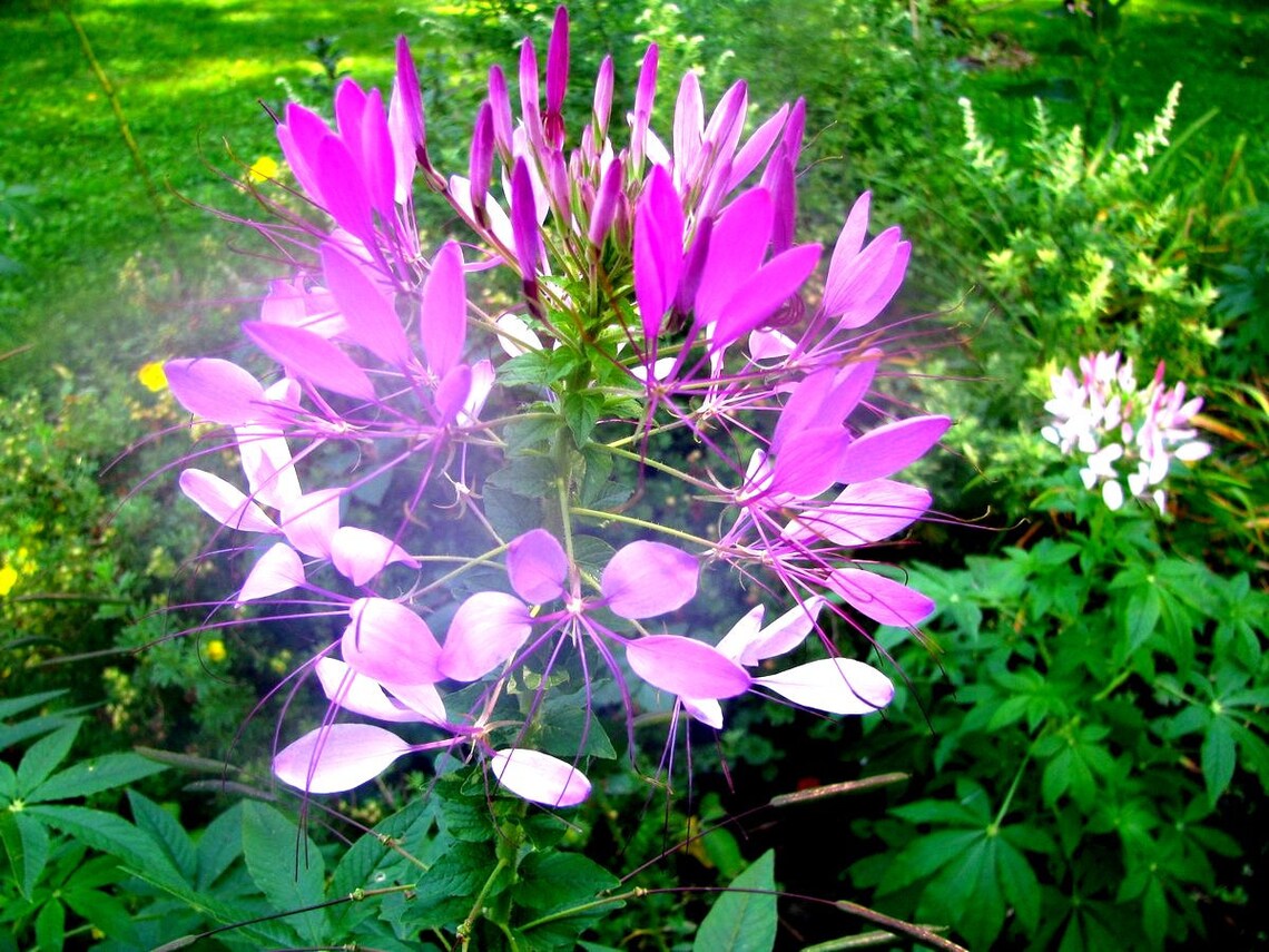 Organic Cleome Seeds Mixed Colours With 50 Seeds Per Packet Etsy