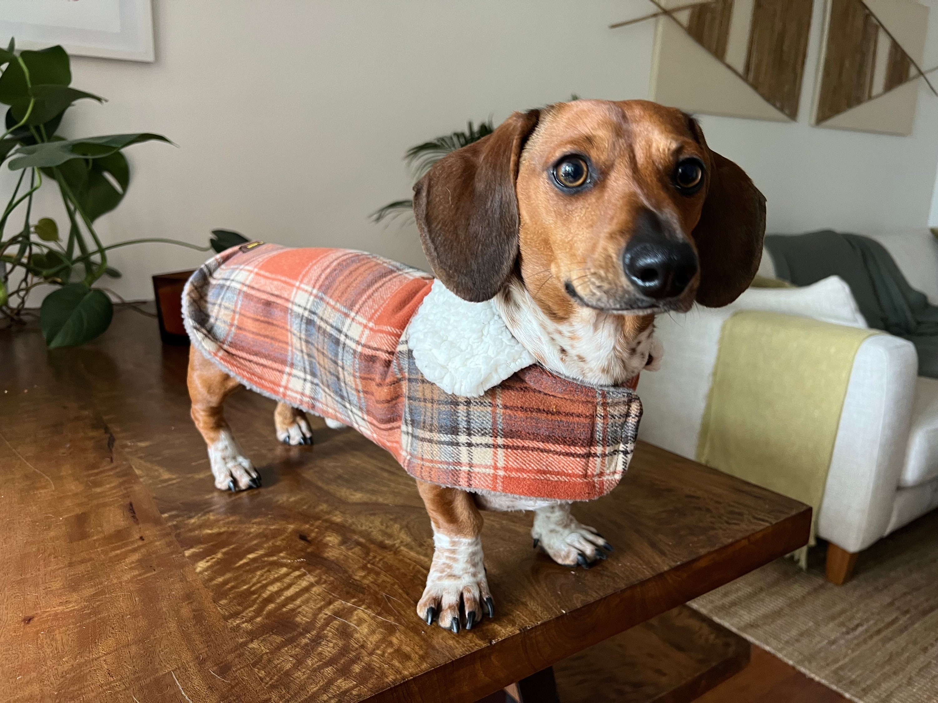Small Brown Plaid Coat, Small Dog Coat, Tartan, Plaid, Dog Coats