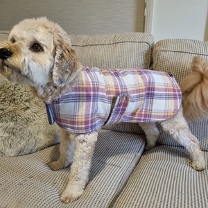 May include: A small dog with light-colored fur wearing a purple, yellow, and white plaid coat. The dog is standing on a grey sofa. The coat has a blue accent. The sofa is in a living room.