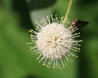 Photo Print - Buttonbush Button Willow Honey Bush Balls Flowers Fine Art Photography Pictures Wall Decor Close-up Nature