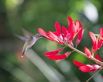 Photo Print - Hummingbird Ruby Throated on Red Cardinal Bloom Blossom Fine Art Photography Pictures Wall Decor Close-up Nature