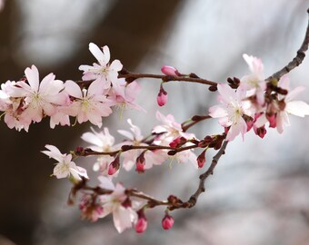 Photo Print - Washington Cherry Blossoms Flowers Fine Art Photography Pictures Wall Decor Close-up Nature