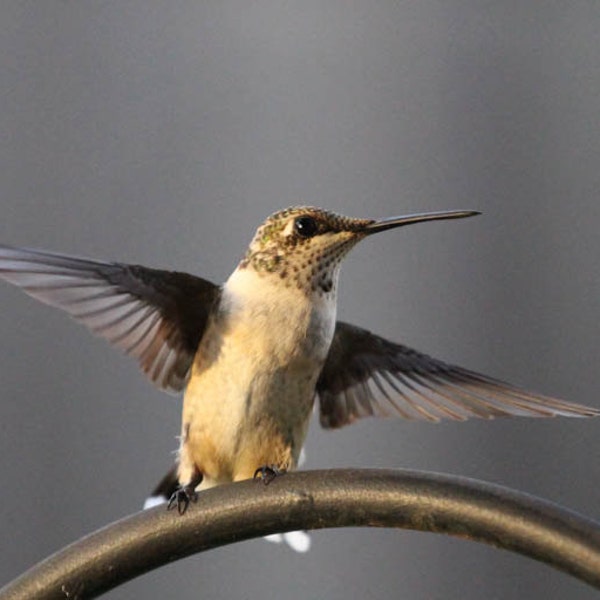 Photo Print - Female Ruby Throated Hummingbirds Photo Print Fine Wall Art Photography Hummer Green Brown Wings Spread Landing Hovering