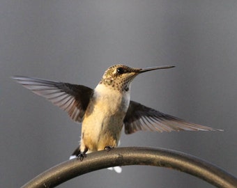 Photo Print - Female Ruby Throated Hummingbirds Photo Print Fine Wall Art Photography Hummer Green Brown Wings Spread Landing Hovering