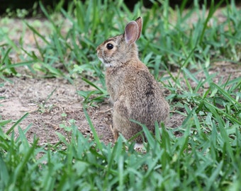 Photo Print - Bunny Rabbit Easter Spring Wall Decor Art Photography Gray Grey Brown Grass Garden Hare Bunnies Cotton Tail Rodent Wildlife