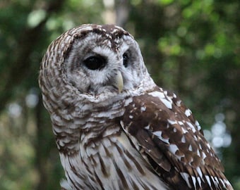 Photo Print - Barred Owls Fine Art Wildlife Photography Wall Decor Birds of Prey Pictures Close-up Nature Landscape Rustic Woodland Woods