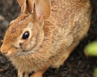 Photo Print - Closeup Brown Bunny Rabbit Hare Photography Wall Decor Brown Garden Easter Spring Cotton Tail Tweed Rodent Long Ear