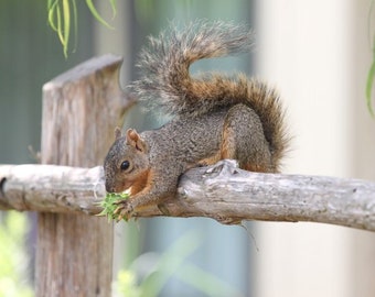 Photo Print - Squirrel Fine Art Photography Wall Decor Hanging Rustic Woodland Brown Wood Logs Fence Gray Grey Country Garden Spring Rodent