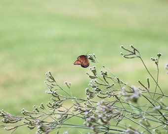 Photo Print - Queen Butterfly Danaus gilippus Fine Art Photography Butterflies Wall Decor Landscape Nature Pictures Orange Black White Green