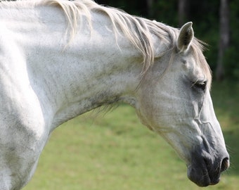 Photo Print - White Chestnut Horses Pictures Equestrian Equine Photography Wall Decor Rustic Country Cabin Barn Stables Dam Filly Foal Mare