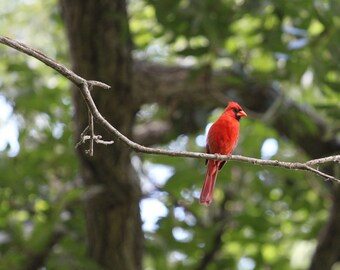 Photo Print - Male Northern Red Cardinal Bird Photography Wall Art Birds Picture Closeup Detailed Tree Branches Leaves