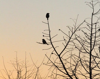 Photo Print - Pair of Sparrows at Sunset Nature Photography Fine Art Wall Decor Framing Hanging Sunrise Trees Treetop Branches Orange Birds