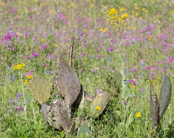 Photo Print - Prickly Pear Cacti Cactus Succulent Wildflowers Fine Art Photography Wall Decor Pictures Rustic Texas Hill Country Green