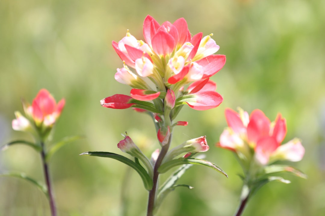 Photo Print Indian Paintbrushes Pictures Texas Wildflowers Etsy