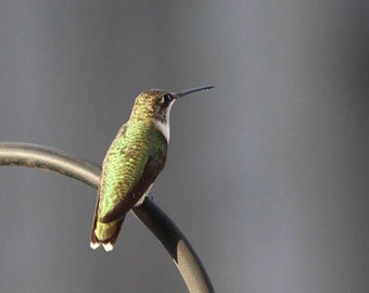 Photo Print - Female Ruby Throated Hummingbird Photo Print Fine Wall Art Photography Hummer Green Brown Bird Sitting Perching Resting Water