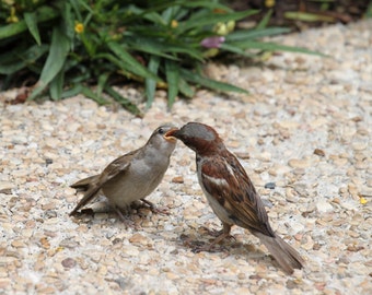 Photo Print - Baby Bird Sparrows Wall Art Photography Home Decor Birds Nature Pictures Detailed Male Feeding Rocks Pebbles Earthtones Green