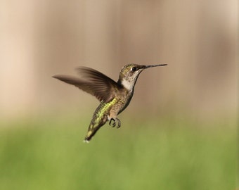 Photo Print - Female Ruby Throated Hummingbird Photo Print Fine Wall Art Photography Hummer Brown Green Bird In Flight Hovering Suspended