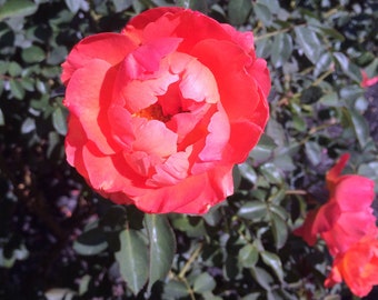 Photo Print - Bright Coral Pink Roses Dark Green Leaves Flowers Garden Nature Closeup Detailed Fine Art Photography Victorian Wall Decor