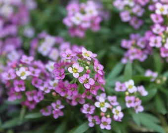 Photo Print - Sweet Alyssum Closeup Nature Photography Flowers Spring Summer Garden Wall Art Decor Green Pink Purple Lavender Pastel Fuchsia