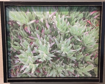 Framed Succulents Wall Art Wood Panel Ice Plant Hottentot Fig - White, Black, or Walnut Frame, Ready to Hang - In Stock