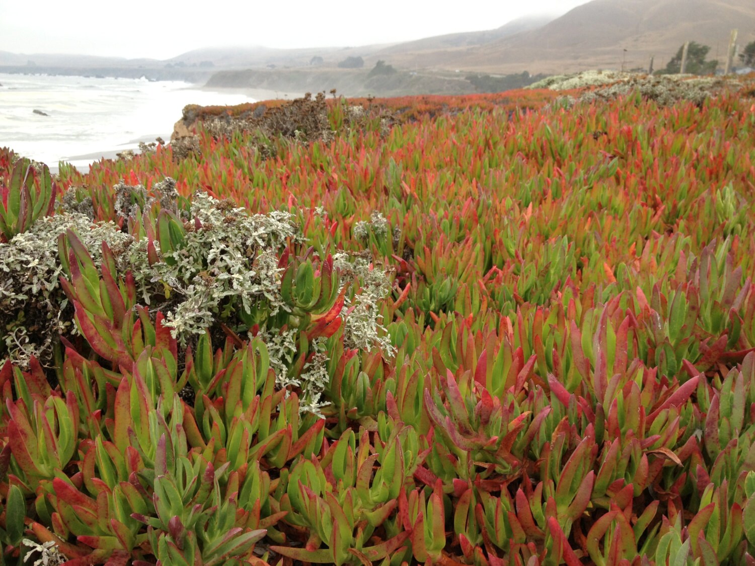 Photo Print Succulents Hottentot Fig Highway Ice Plants California Wall Art Photography Pacific Ocean Seashore Coastal Photo Print Succulents Hottentot Fig Highway Ice Plants California Wall Art Photography Pacific Ocean Seashore Coastal